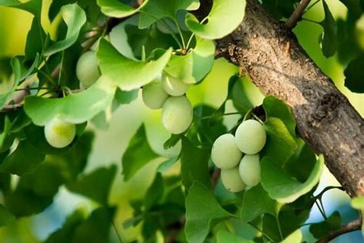 银杏树施什么肥最好