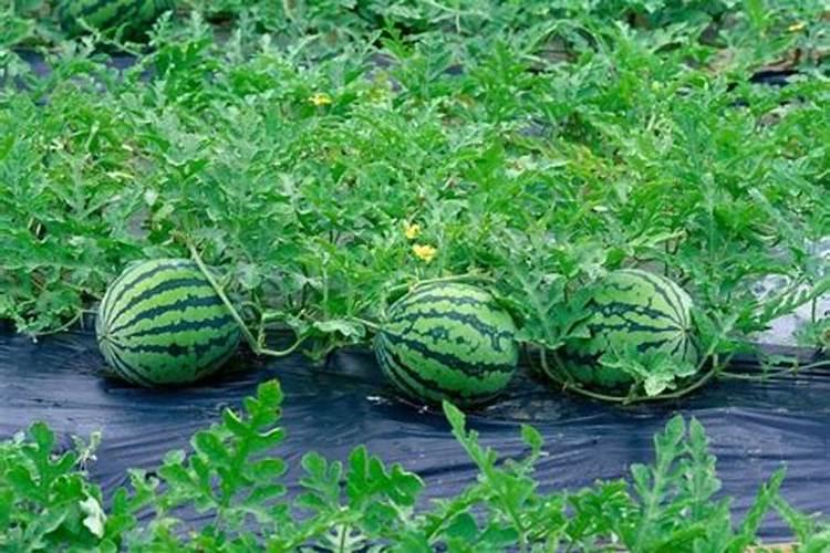 哪些瓜果适合用铵态氮肥