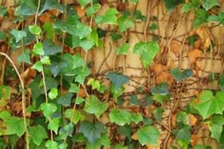 常青藤叶子发黄干枯的原因 怎么让叶片恢复绿色