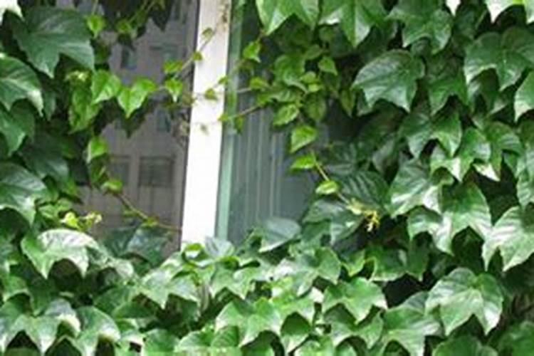 常青藤怎么养殖方法和注意事项