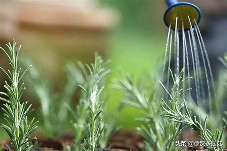 阳光玫瑰葡萄见信使花还能浇地施肥吗？