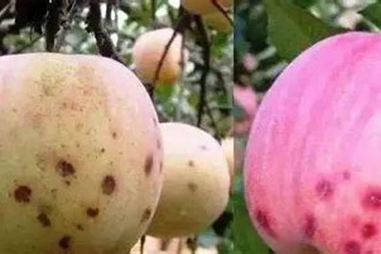 果树打芸苔素能增甜吗为什么