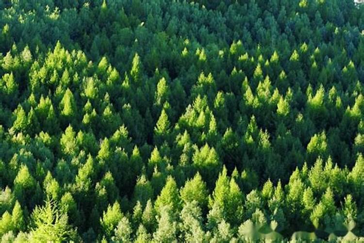 松树能不能施钾肥？