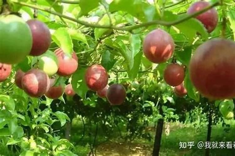 百香果水溶肥用哪种比较好？种植百香果要注意什么？