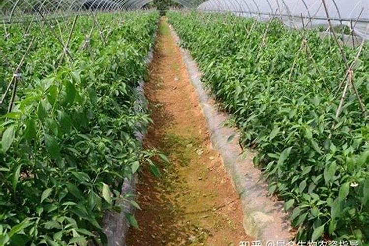 辣椒初花期需要什么肥