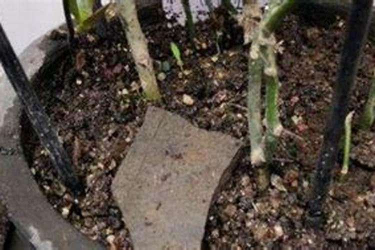 花椒保花保果用什么水溶肥好？花椒用什么肥料长得好？