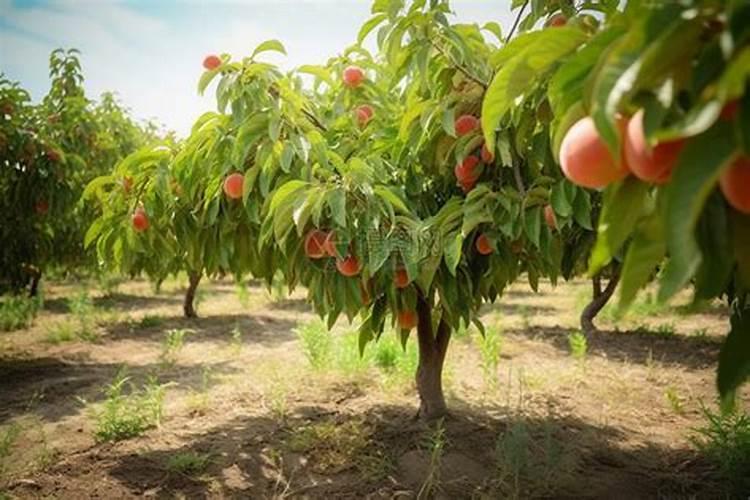 施什么肥果实长得均匀呢