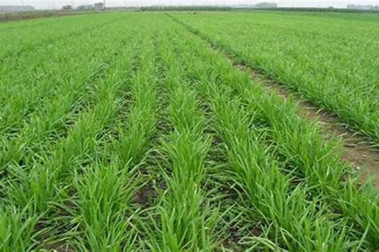 韭黄怎样栽培的