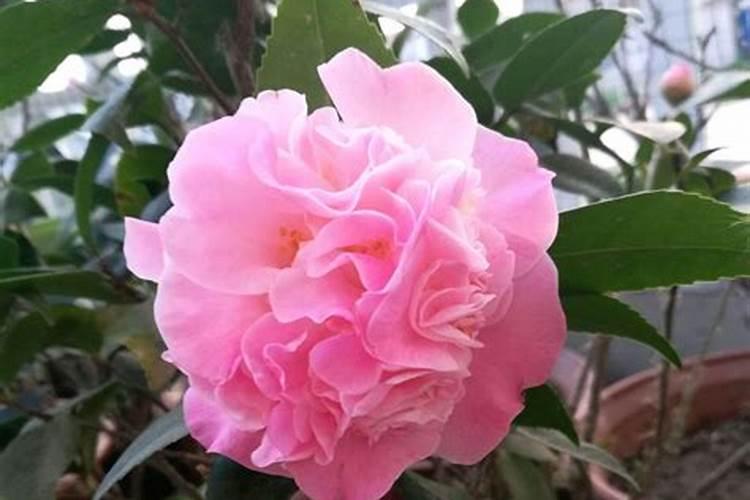 茶花开花期间能施肥吗