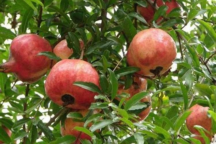 石榴结果后到了乒乓球大就发黑掉了是什么原因？