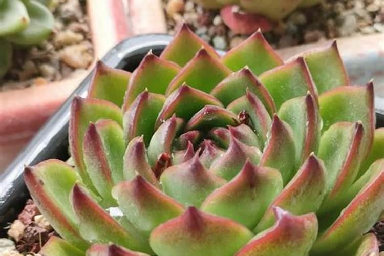 家庭养花用复合肥还是缓释肥  复合肥怎么使用正确养花