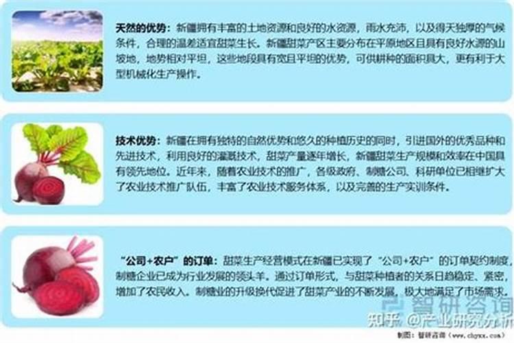甜菜高产施肥技巧