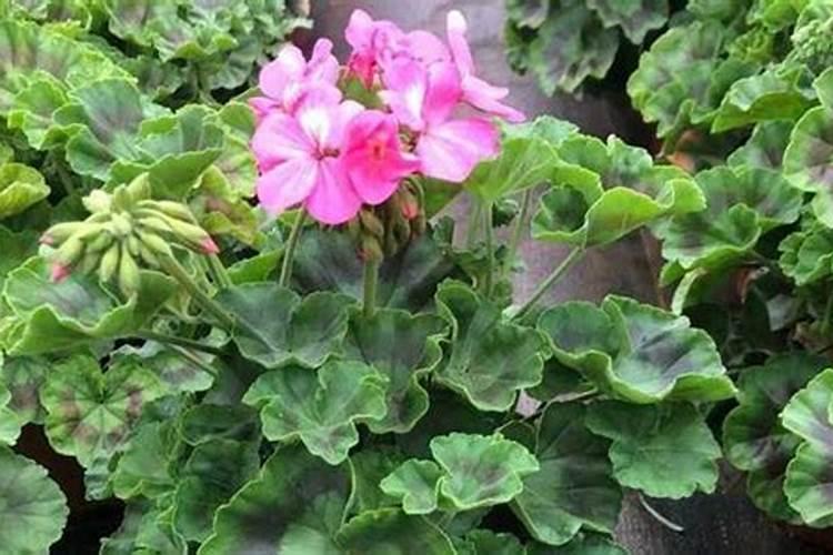 家庭养花要买什么肥料