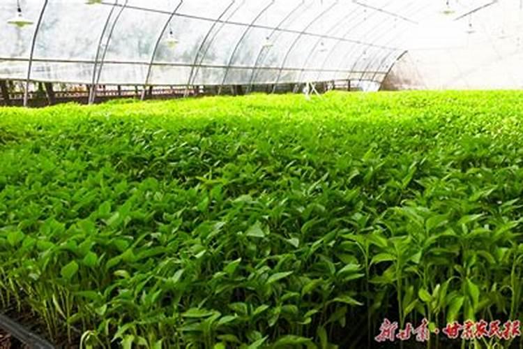 菜苗移栽几天后可施肥