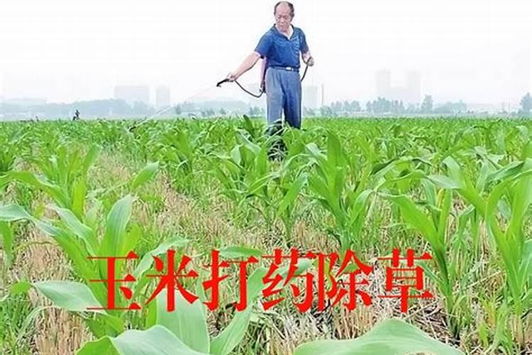 水果玉米为什么种不出来呢