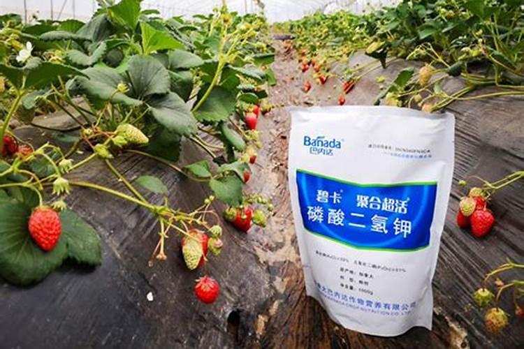 枇杷挂果后可以施硼肥吗？