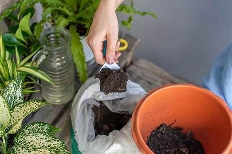 怎么养蚯蚓 蚯蚓养殖不得不说的一些技巧