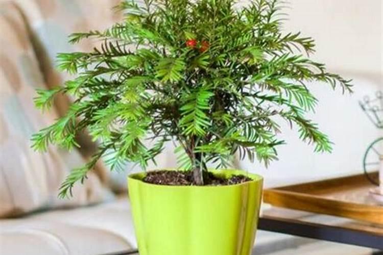 红豆杉树长什么样