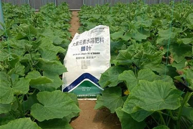 百香果挂果后如何施肥？