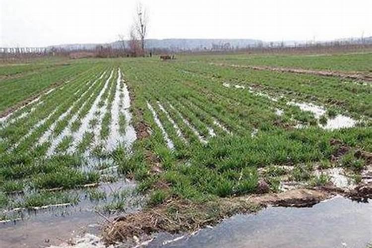 小麦喜欢硫酸钾还是氯化钾 小麦肥害的症状