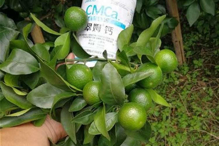 糖醇钙喷后西红柿多久采摘