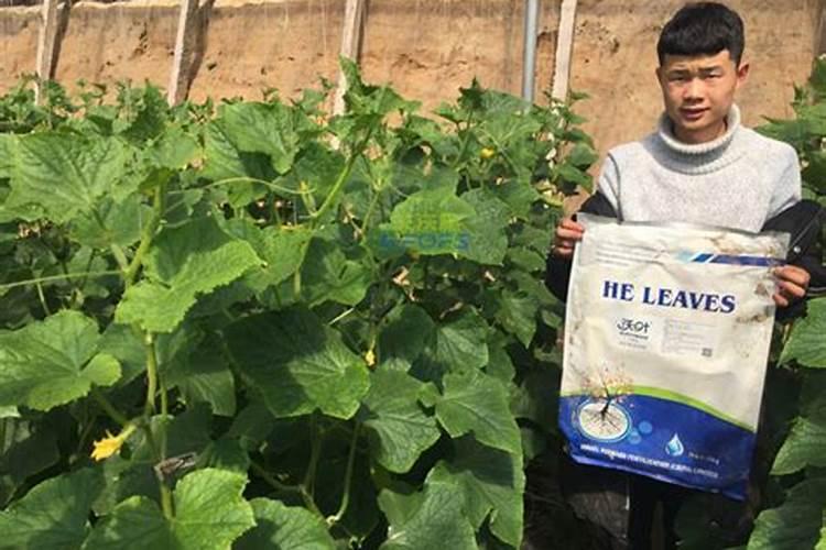 黄瓜初花结果期用什么肥既保花保果且不旺长