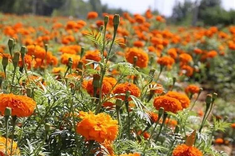 万寿菊需要施什么肥