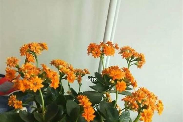 立秋如何给长寿花施肥能让长势快十倍