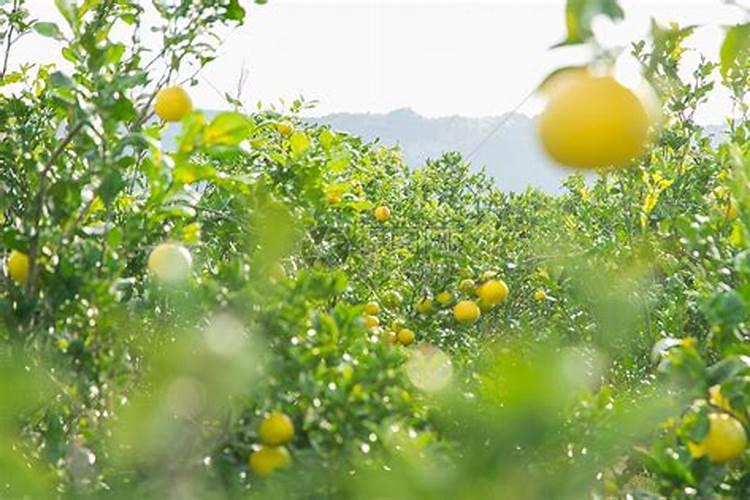 在果树生产上常用的化学肥料分为哪些种类