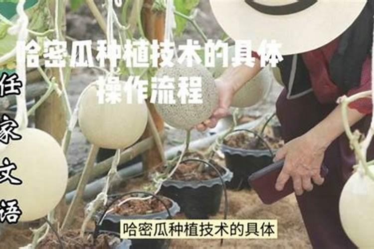 露地哈密瓜种植技术管理 如何施肥浇水