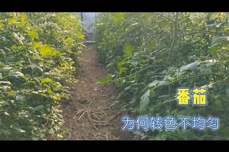 葡萄施肥第一大忌