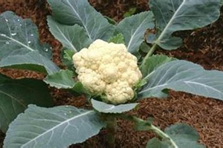 花椰菜出现“散花”怎么办？做好这四点花球紧实不“散花”