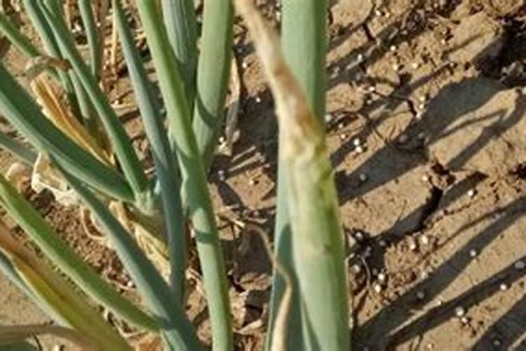 大葱干尖特效药药