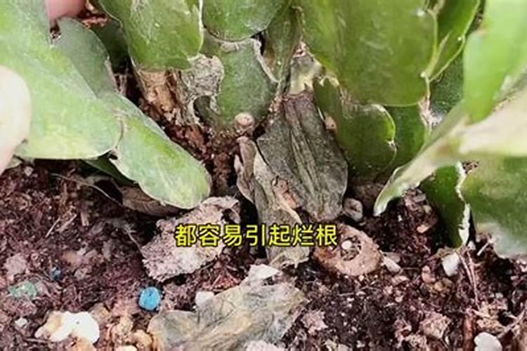 蟹爪兰叶子蔫了如何救