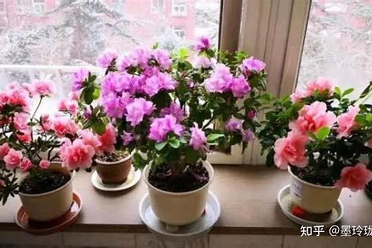 小玉树怎么养 有哪些技巧？