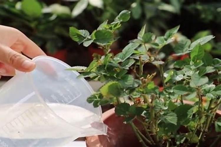 磷肥可以兑水浇花吗 磷肥对花卉的作用是什么