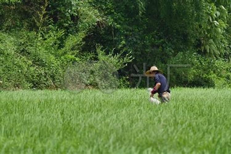 不同种类的氮肥要如何施用才合理？这些误区千万要注意!