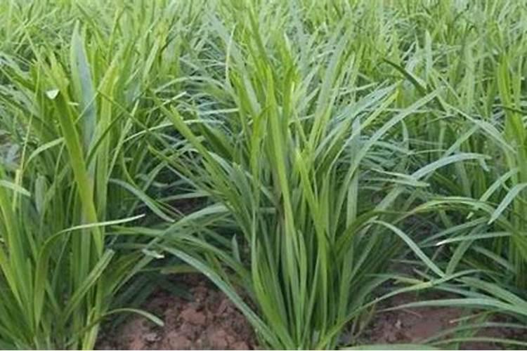 大棚韭菜用什么塑料好