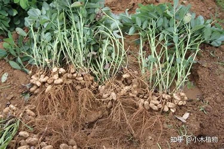 花生控旺用什么肥料最好？花生肥料怎么用果实饱满、颗粒大？