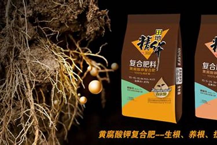 桂花树可以施复合肥吗