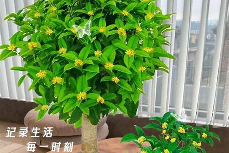 桂花树一般都使用什么叶面肥