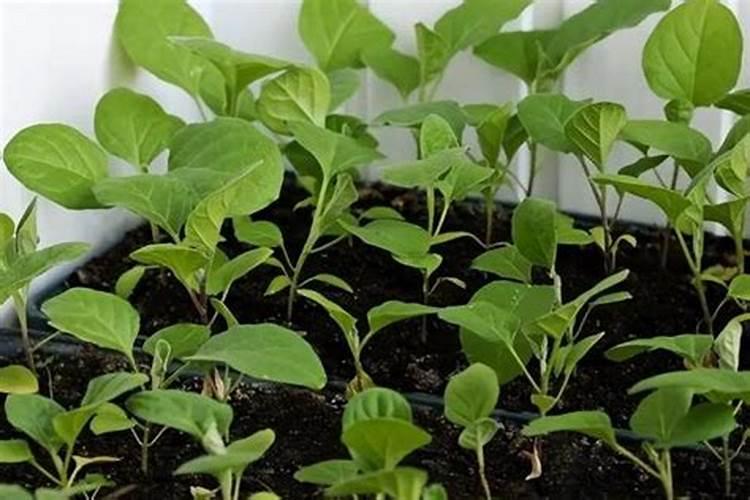 茄子施肥时间和施肥量