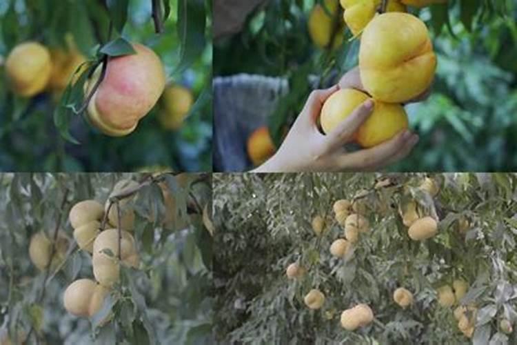 种蟠桃施什么肥