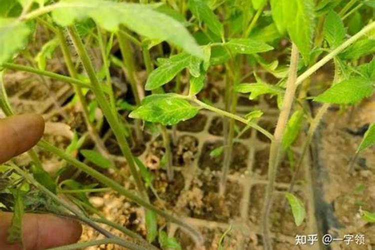 西红柿如何施肥,追施肥料要注意哪些问题？