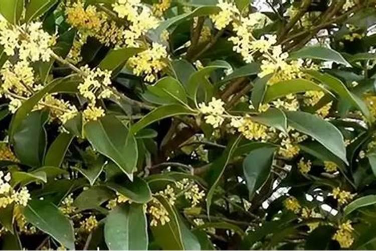 草莓是不是一红就再也长不大了？