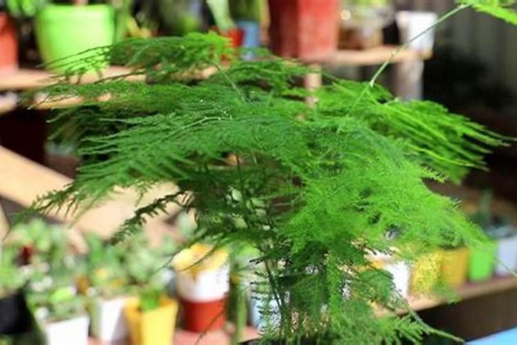 养文竹施什么肥料最好