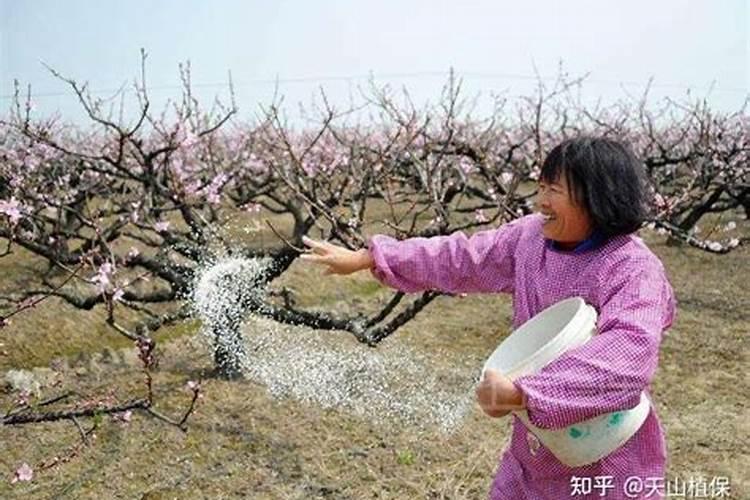 桃树施肥应该注意什么 高效施肥方法介绍