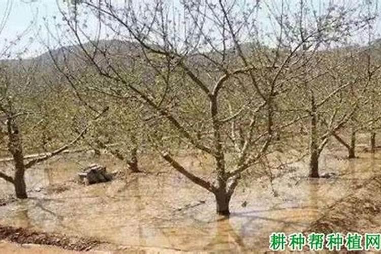 控释肥在果树上的应用