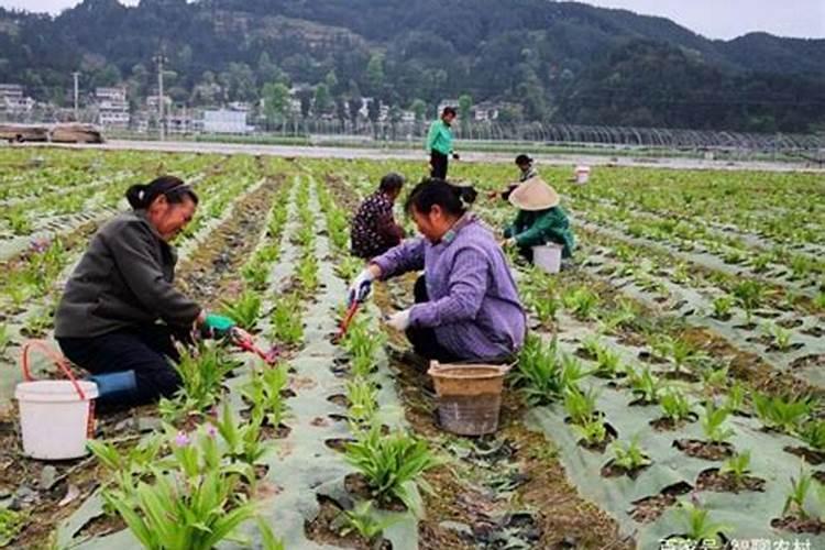 河南小麦收割后种什么 附收割时间