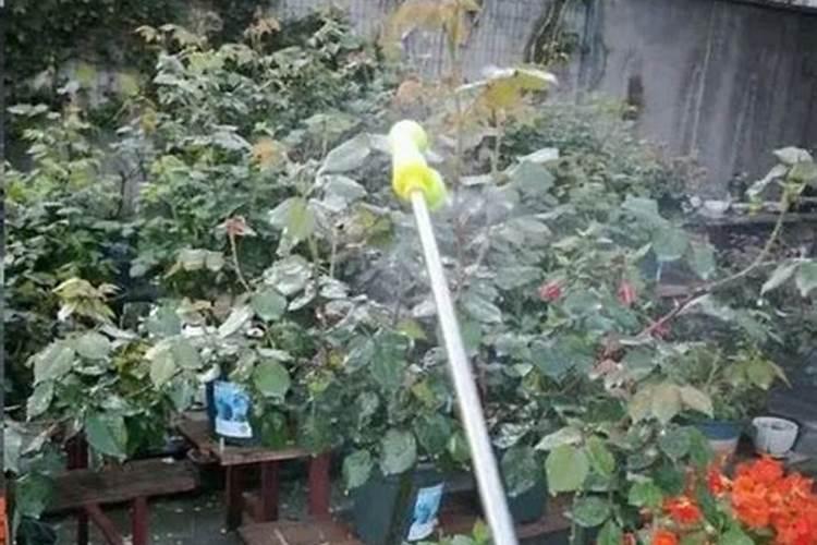 梅雨季节月季能施肥吗